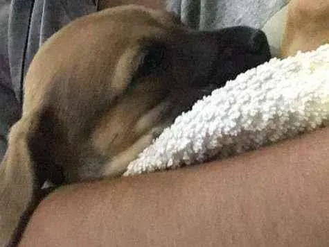 Cachorro ra a Misturado  idade Abaixo de 2 meses nome Luna