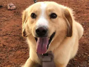 Cachorro raça SRD idade 1 ano nome Bono