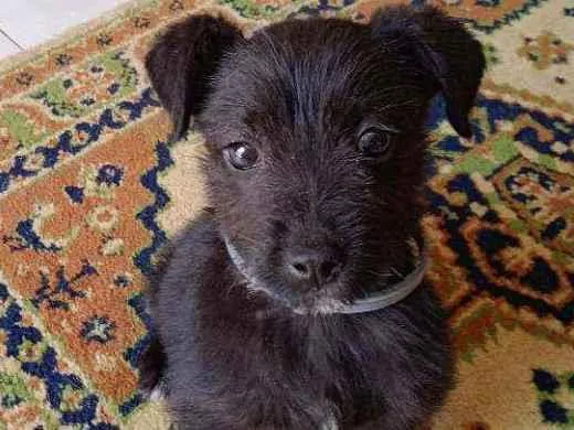 Cachorro ra a Terrier idade 2 a 6 meses nome Sem nome