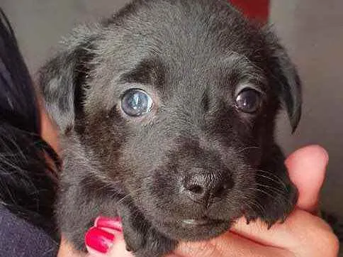 Cachorro raça Srd idade Abaixo de 2 meses nome Oreo bebê lindo 