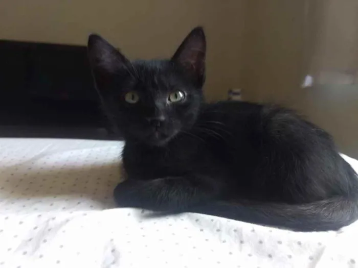 Gato ra a Sem raca idade 2 a 6 meses nome Banguela