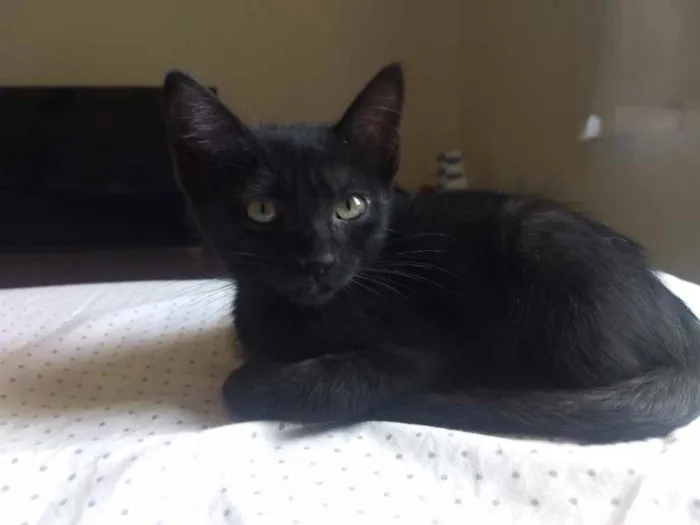 Gato ra a Sem raca idade 2 a 6 meses nome Banguela