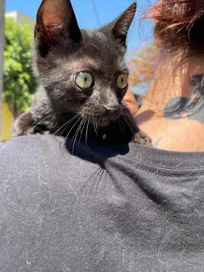 Gato ra a Sem raca idade 2 a 6 meses nome Banguela