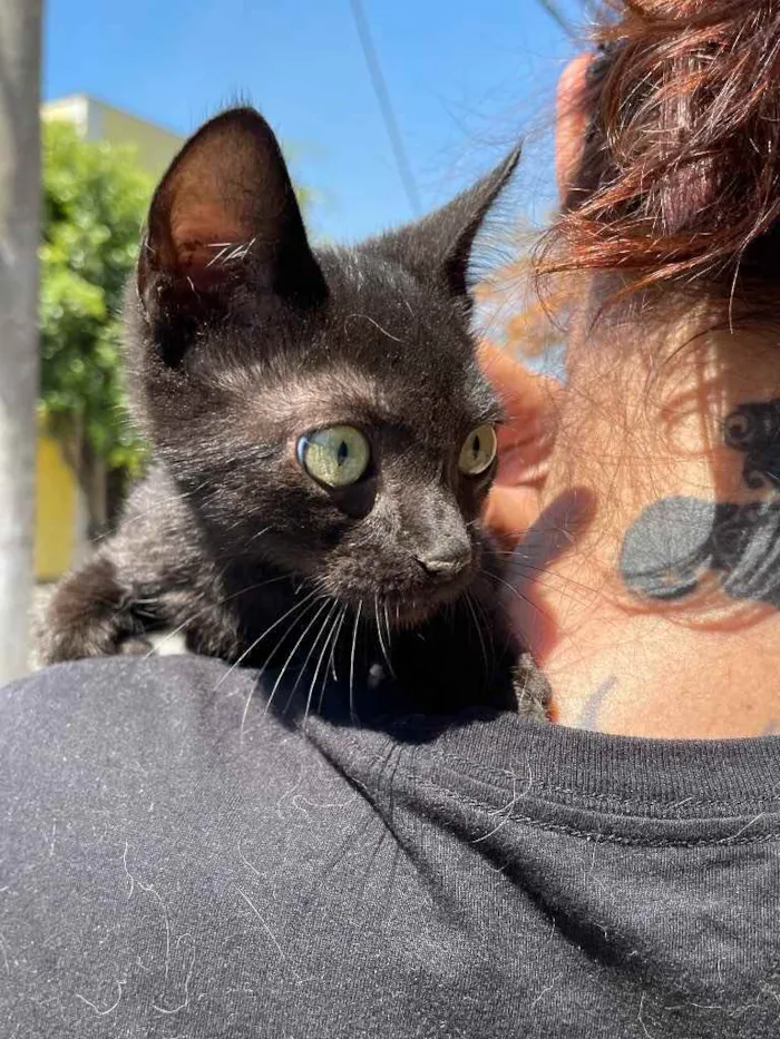 Gato ra a Sem raca idade 2 a 6 meses nome Banguela