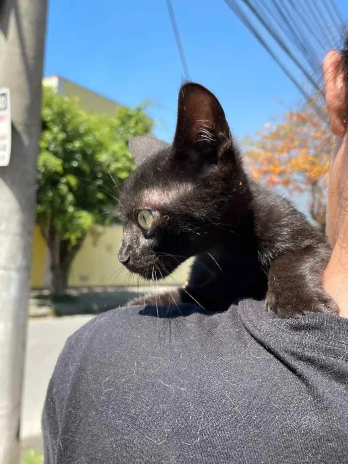 Gato ra a Sem raca idade 2 a 6 meses nome Banguela