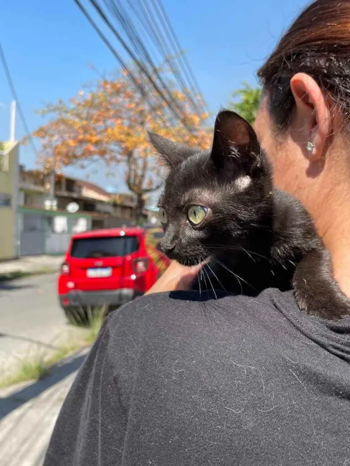 Gato ra a Sem raca idade 2 a 6 meses nome Banguela