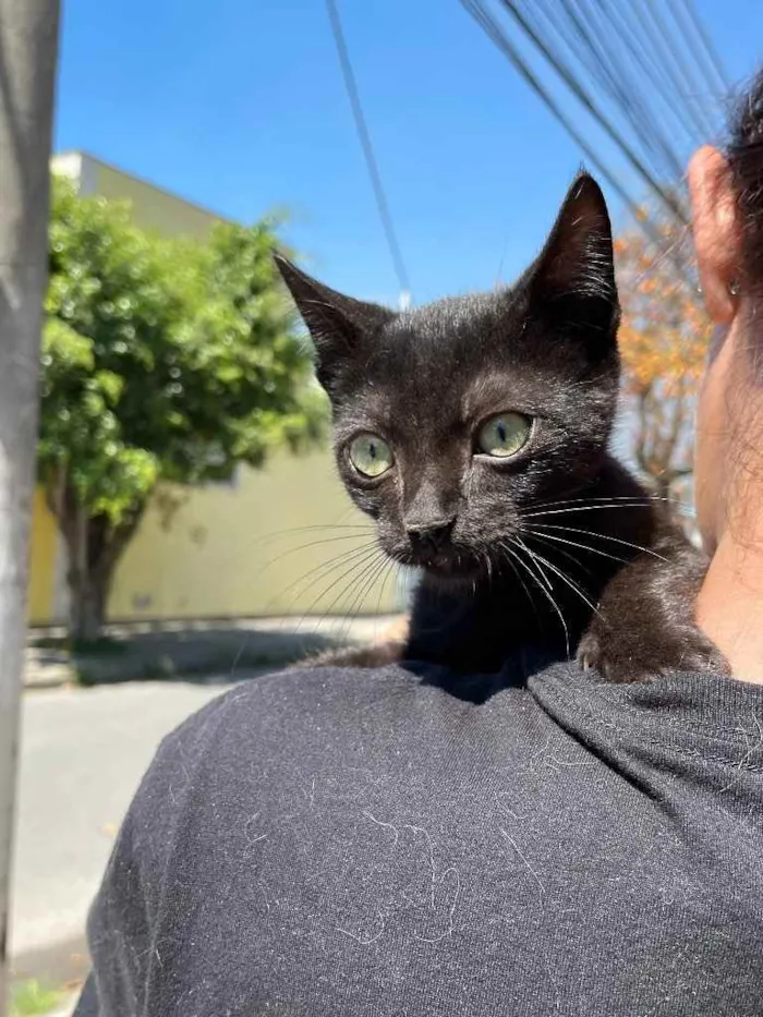 Gato ra a Sem raca idade 2 a 6 meses nome Banguela