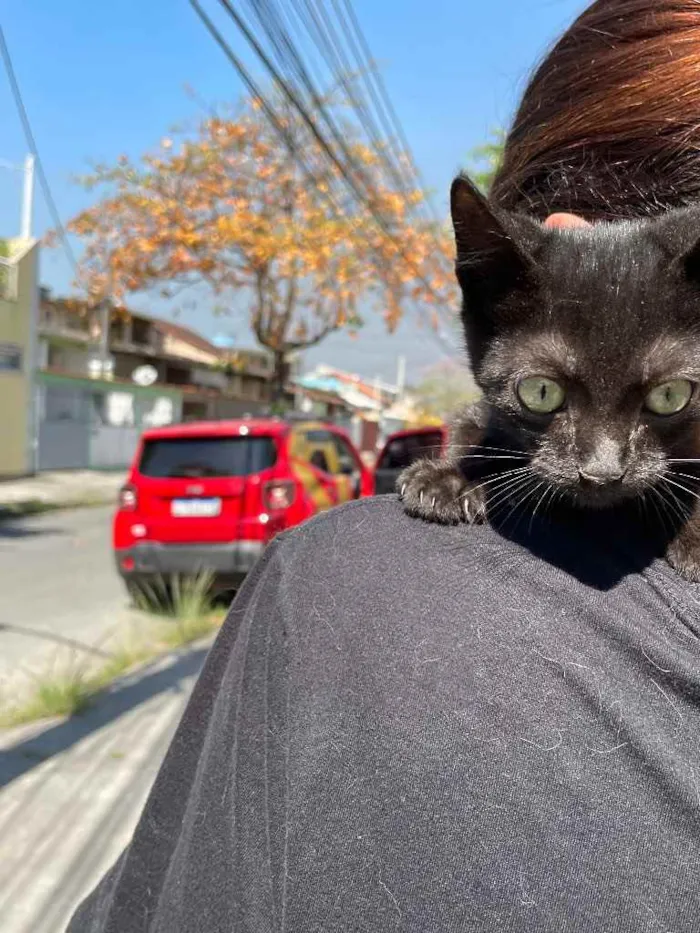 Gato ra a Sem raca idade 2 a 6 meses nome Banguela