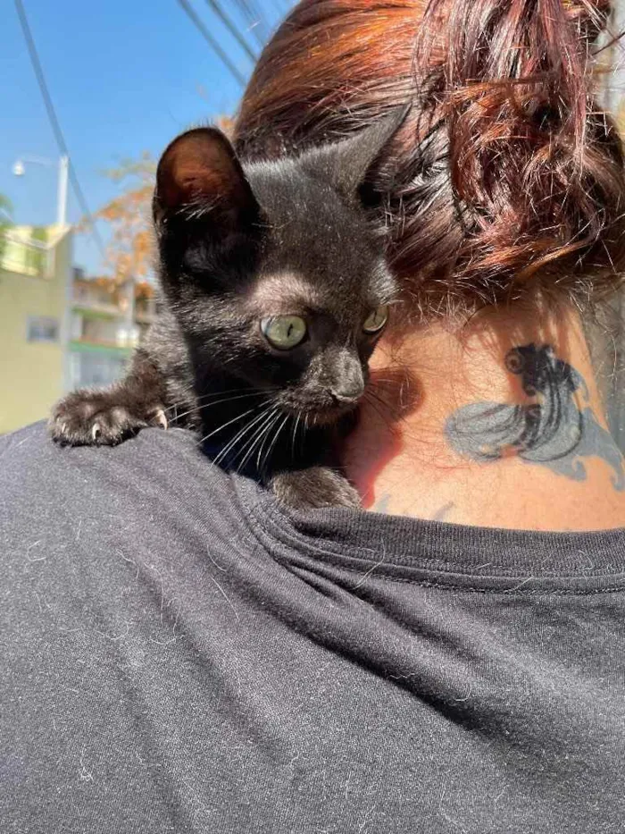 Gato ra a Sem raca idade 2 a 6 meses nome Banguela