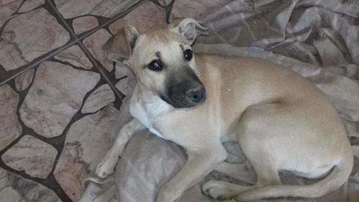 Cachorro raça SRD idade 2 a 6 meses nome Bonguinha 