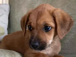 Cachorro raça SRD-ViraLata idade Abaixo de 2 meses nome sem nome