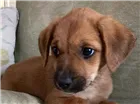 Cachorro raça SRD-ViraLata idade Abaixo de 2 meses nome sem nome