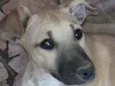 Bonguinha 