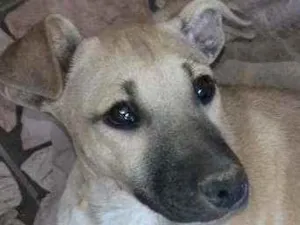 Cachorro raça SRD idade 2 a 6 meses nome Bonguinha 