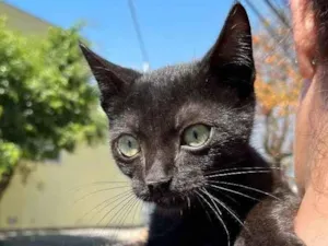 Gato raça Sem raca idade 2 a 6 meses nome Banguela