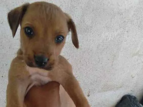 Cachorro ra a Vira lata  idade Abaixo de 2 meses nome Cachorros 