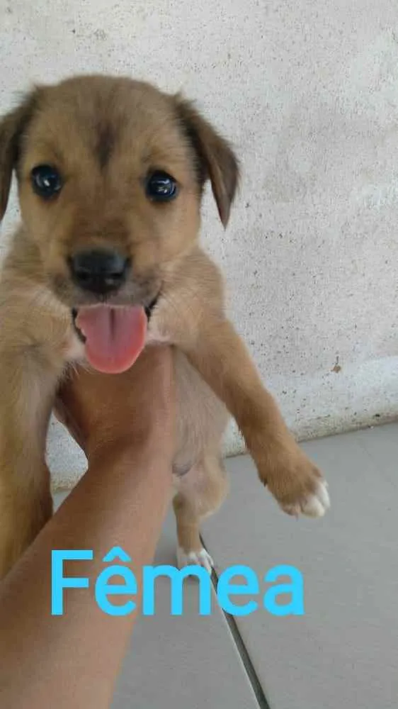 Cachorro ra a Vira lata  idade Abaixo de 2 meses nome Cachorros 