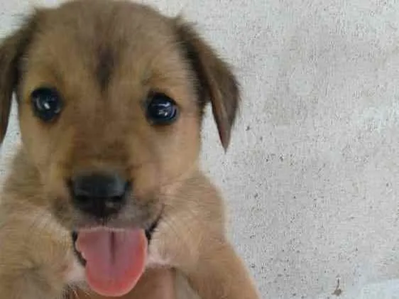 Cachorro ra a Vira lata  idade Abaixo de 2 meses nome Cachorros 