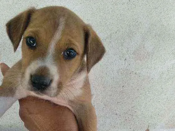 Cachorro ra a Vira lata  idade Abaixo de 2 meses nome Cachorros 