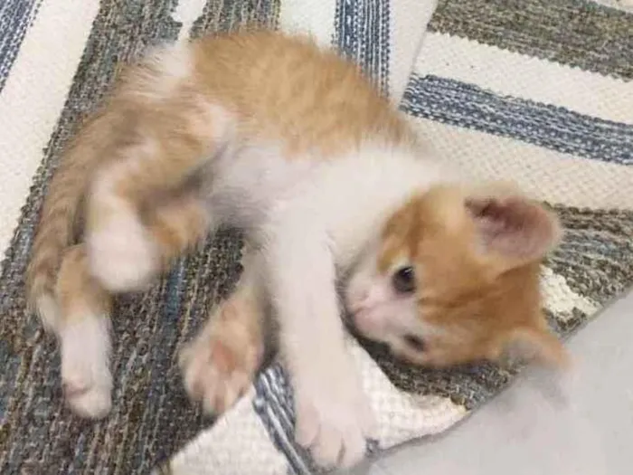 Gato ra a Vira lata  idade 2 a 6 meses nome Recém-nascido 