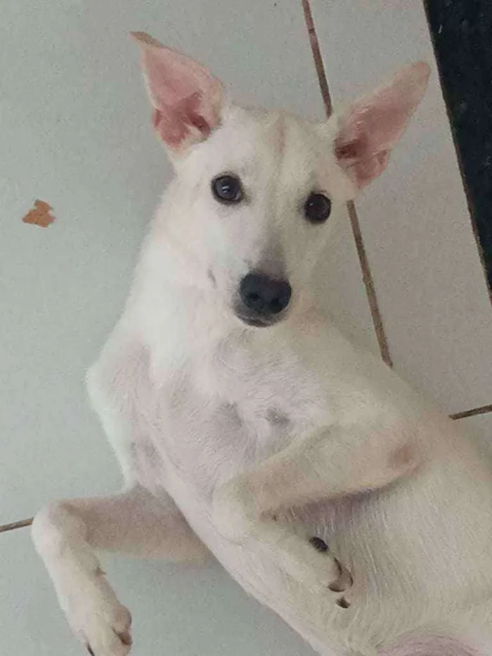 Cachorro ra a Vira-lata idade 2 a 6 meses nome Lillo
