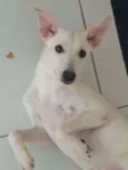 Lillo