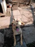 Loki