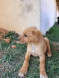 Simba 