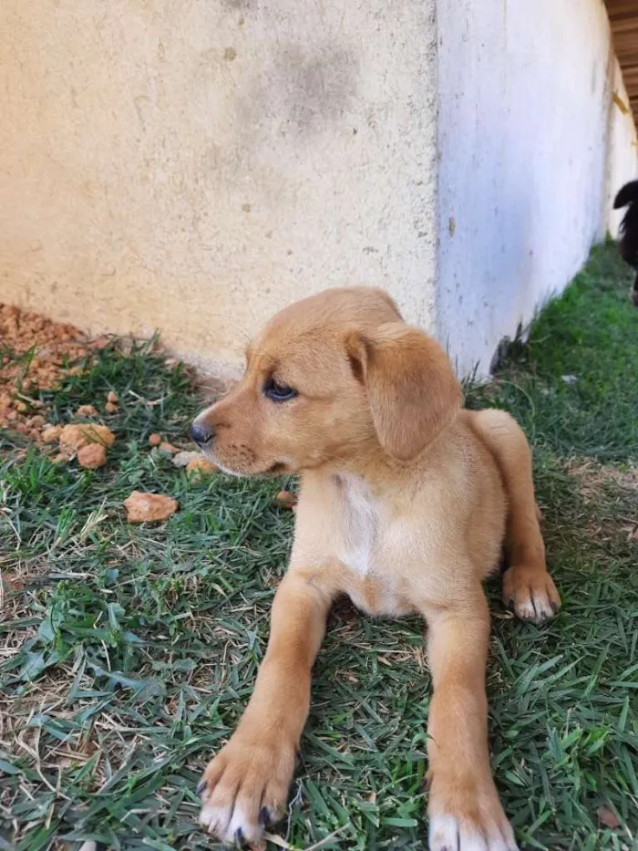 Cachorro raça SRD-ViraLata idade 2 a 6 meses nome Simba 