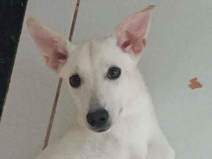 Cachorro ra a Vira-lata idade 2 a 6 meses nome Lillo