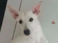 Lillo
