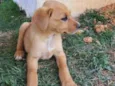 Simba 