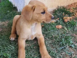 Cachorro raça SRD-ViraLata idade 2 a 6 meses nome Simba 