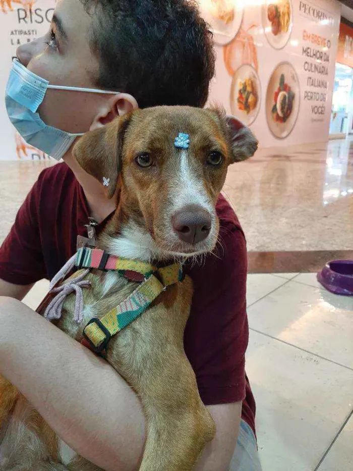 Cachorro raça SRD idade 1 ano nome Rapunzel