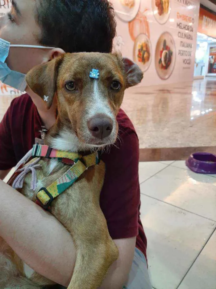 Cachorro raça SRD idade 1 ano nome Rapunzel