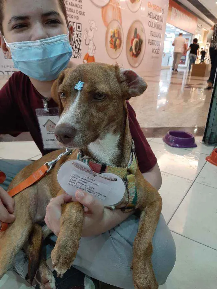 Cachorro raça SRD idade 1 ano nome Rapunzel