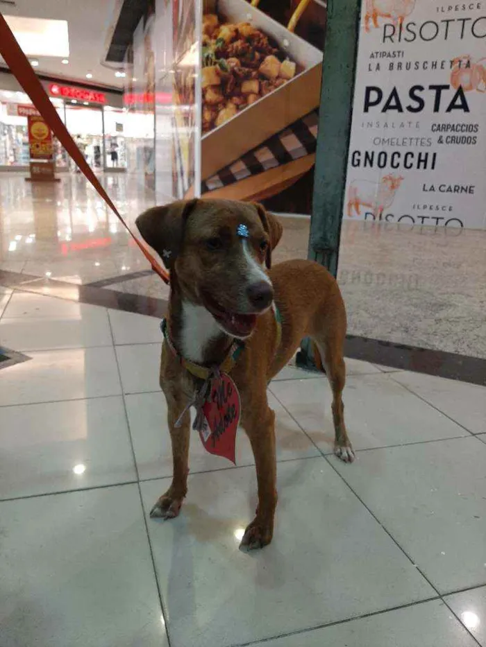 Cachorro raça SRD idade 1 ano nome Rapunzel