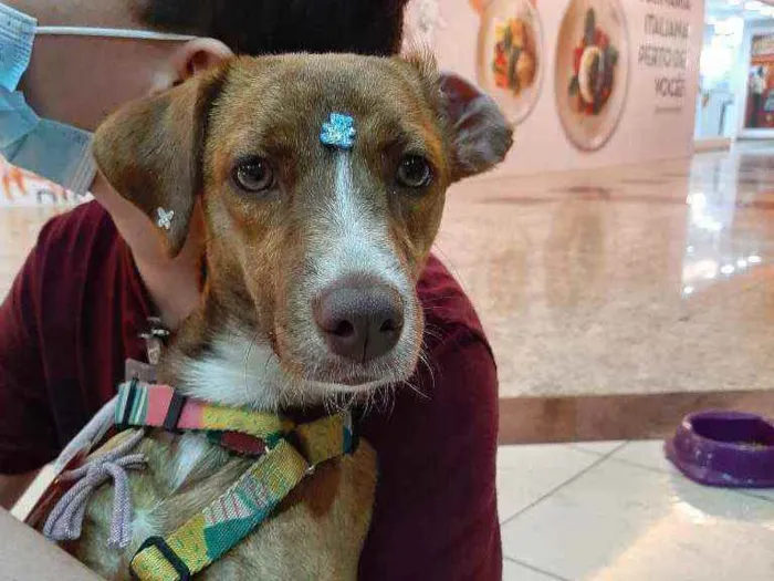Cachorro raça SRD idade 1 ano nome Rapunzel