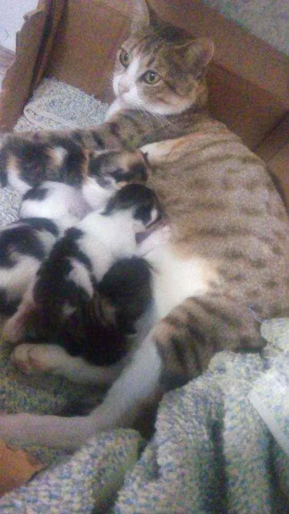 Gato ra a Não sei idade  nome Rubi + 2 filhotes