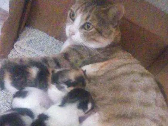 Gato ra a Não sei idade  nome Rubi + 2 filhotes