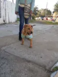 Toby