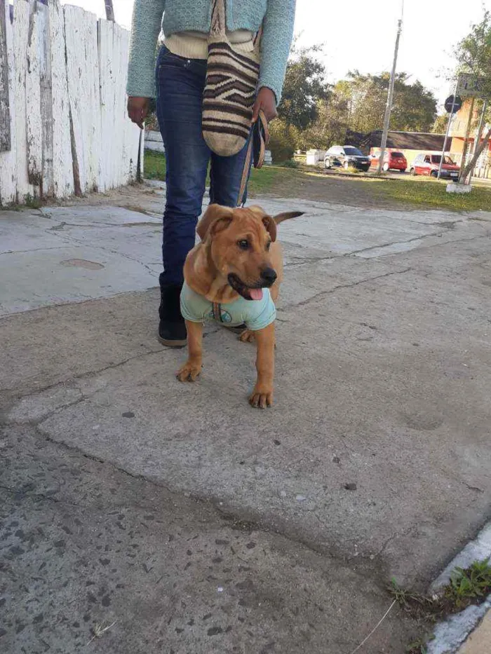 Cachorro raça Filha con Rowire  idade 2 a 6 meses nome Toby