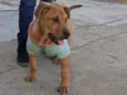 Toby