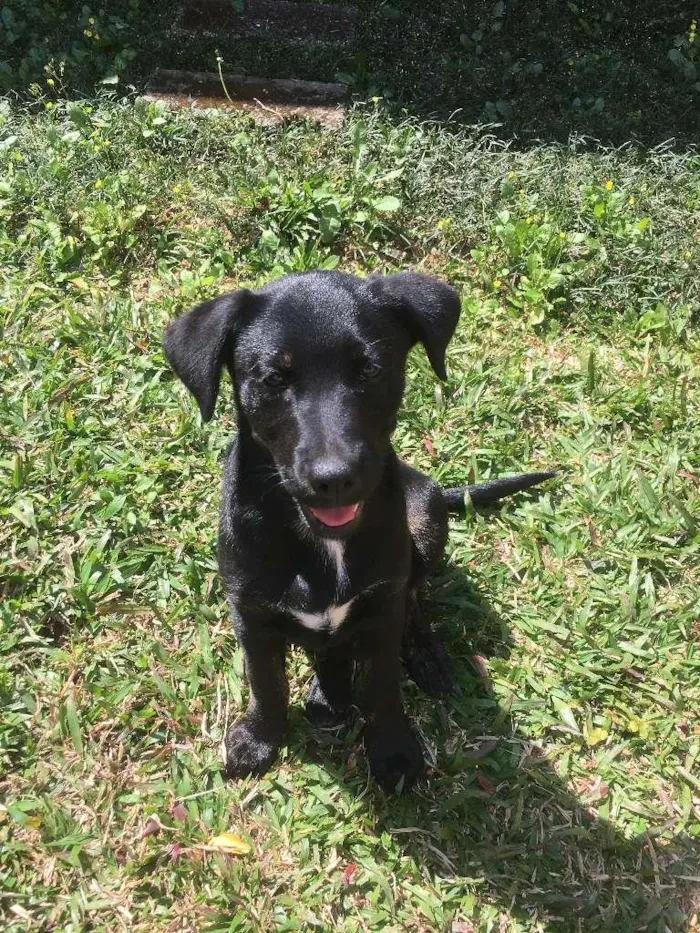 Cachorro raça Labrador/Vira-lata idade 2 a 6 meses nome Nami