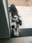 Bela