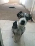 Bela