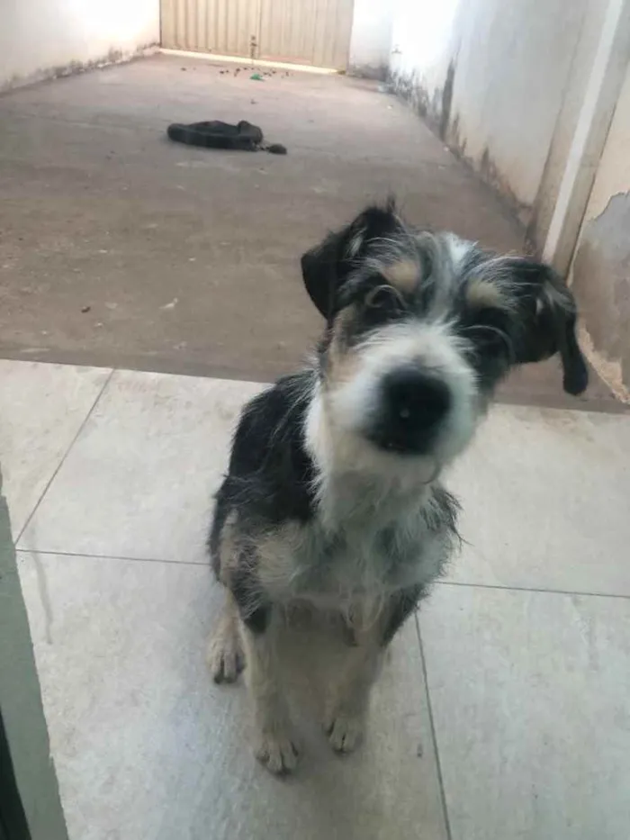 Cachorro raça Indefinida  idade 1 ano nome Bela