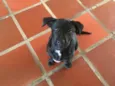 Cachorro raça Labrador/Vira-lata idade 2 a 6 meses nome Nami