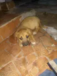 Bela