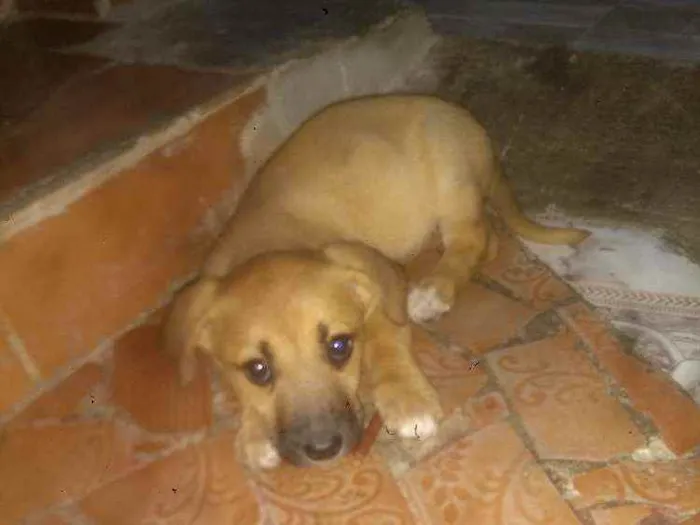 Cachorro ra a Vira-lata idade  nome Bela